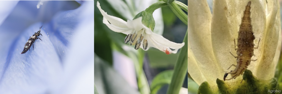 Depredadores generalistas de Thrips parvispinus