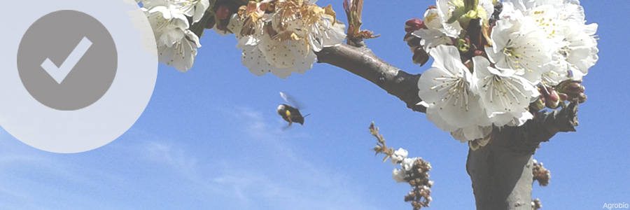 En inviernos insuficientes con floración irregular asegura la polinización con colmenas de abejorros