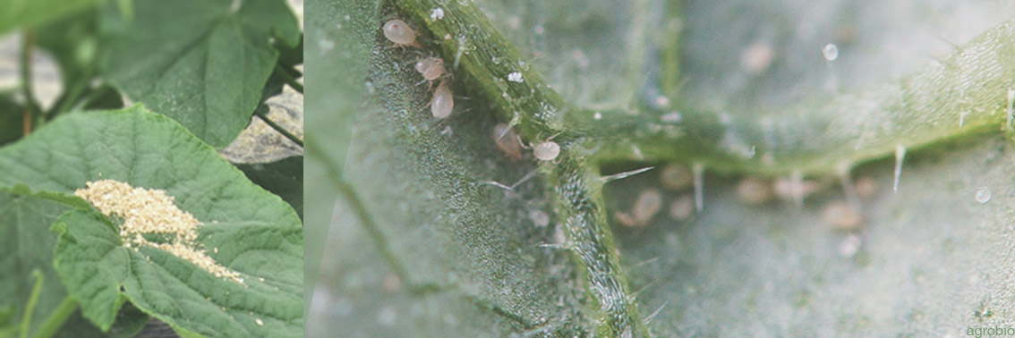 Optimización del control biológico en hortícolas con la introducción de ácaros presa