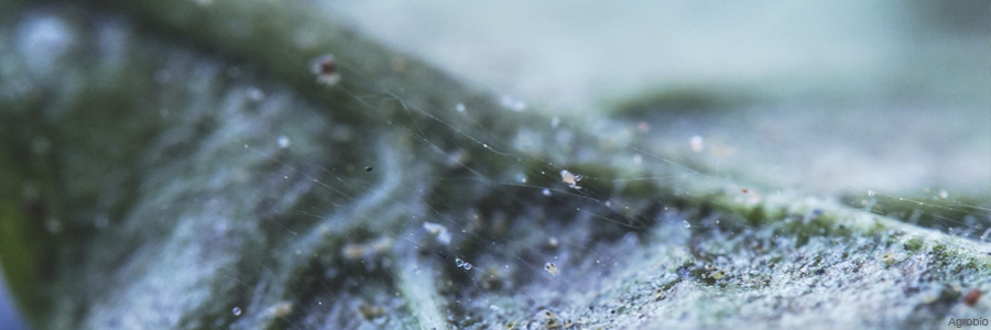 Las aranas tejen hilos de seda para protegerse de los fitosanitarios
