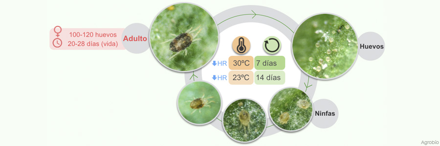 Ciclo biologico de la arana roja. Alta tasa reproductiva