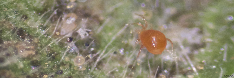 Combatir araña roja, Teatranychus urticae, con Phytoseiulus