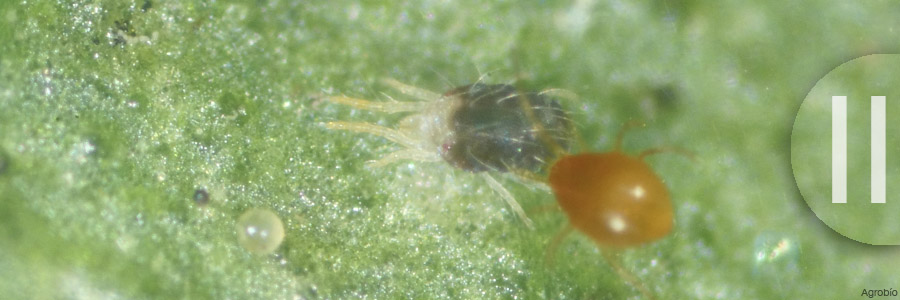 Combatir araña roja, Teatranychus urticae, con Phytoseiulus