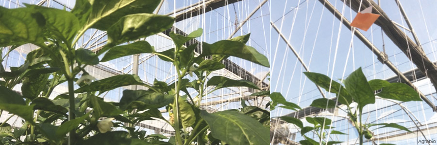 Soltar Phytoseiulus en los focos de arana roja