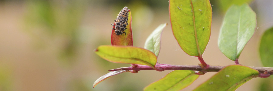 Larva de mariquita en granado