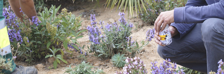 El control biológico en jardinería