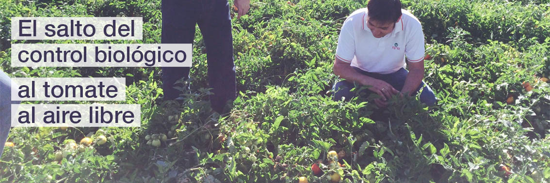 Agrobío prepara el salto del control biológico al tomate al aire libre