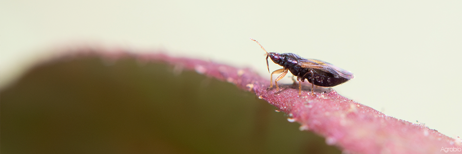 Control biológico con Orius en arándano