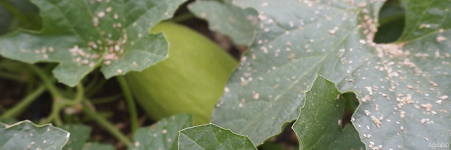 Ácaros depredadores en melón