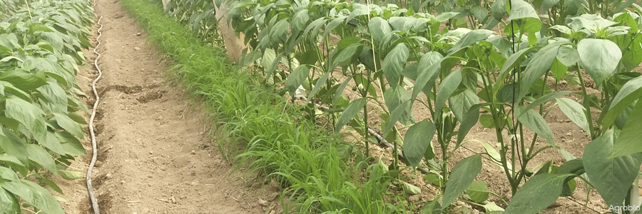 Comenzar con una planta sana