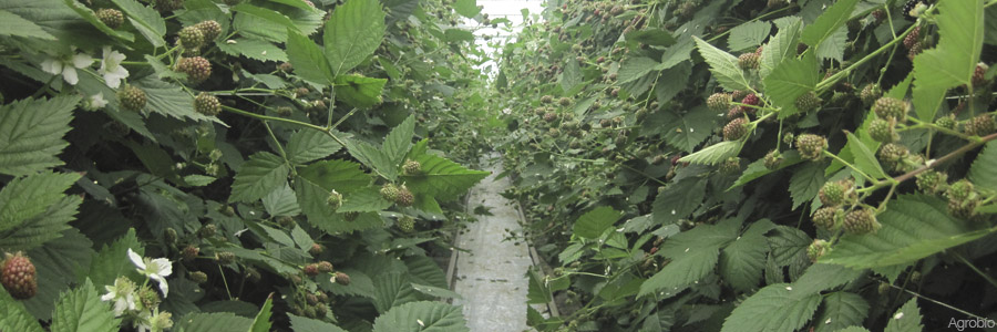 Control biológico en fresa y frutos rojos