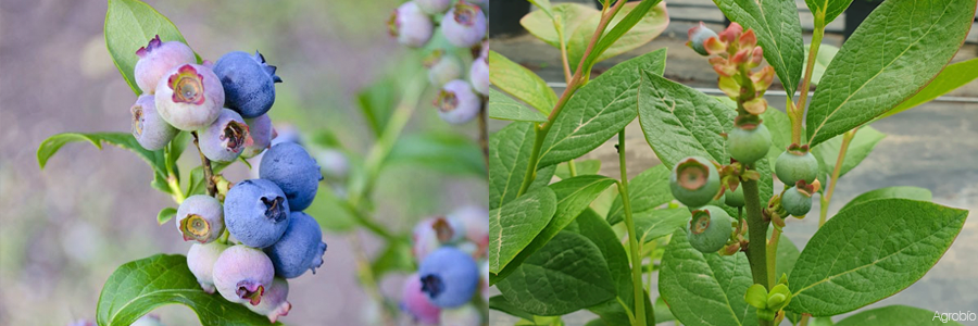 Control biológico en frutos rojos