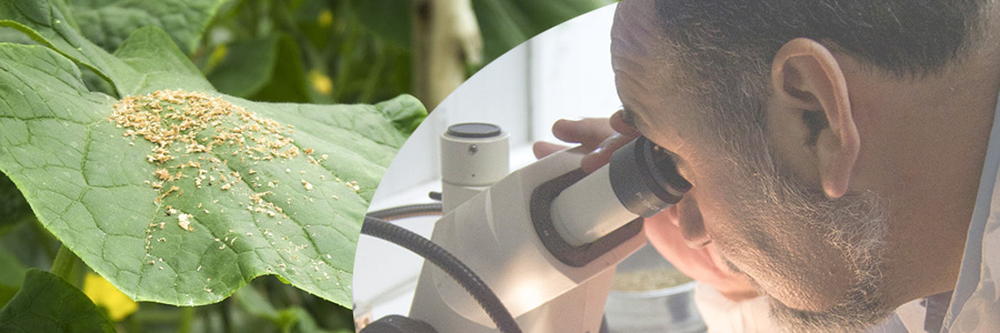 Agrobío muestra sus avances en control biológico al delegado de agricultura