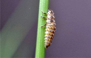 Adalia bipunctata