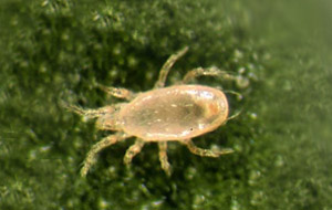 Neoseiulus californicus