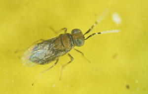 Anagyrus pseudococci