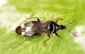 Anthocoris nemoralis