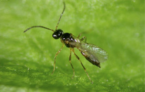 Aphidius colemani