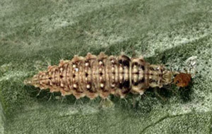 Chrysoperla carnea