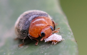 Cryptolaemus montrouzieri