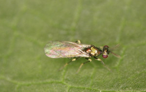 Diglyphus isaea