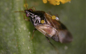 Orius majusculus