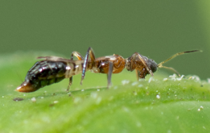 Franklinothrips megalops