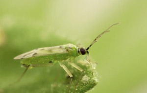 Nesidiocoris tenuis