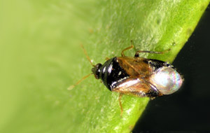 Orius laevigatus