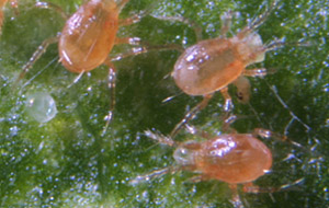 Phytoseiulus persimilis