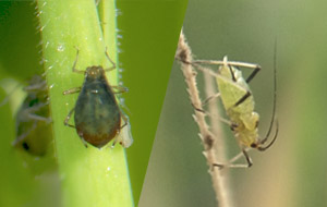 Rhopalosiphum padi y Sitobion avenae