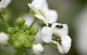 Lobularia maritima