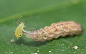 Sphaerophoria rueppellii