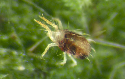 Araña roja