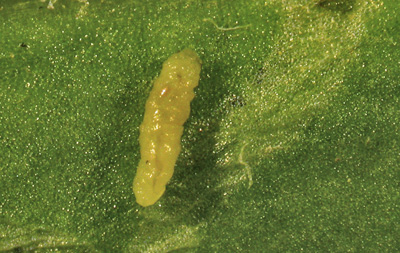 Leafminer