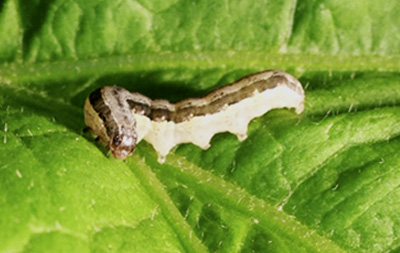 Caterpillar