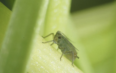 Aphid