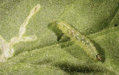 Polilla del tomate