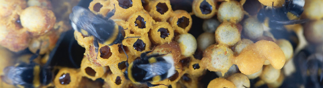 Bombus terrestris audax