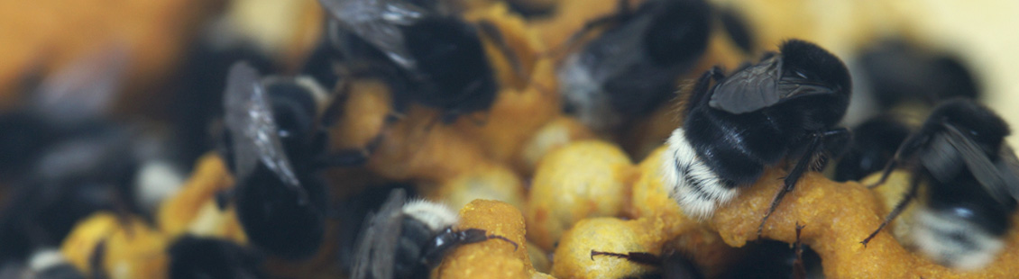 Bombus canariensis