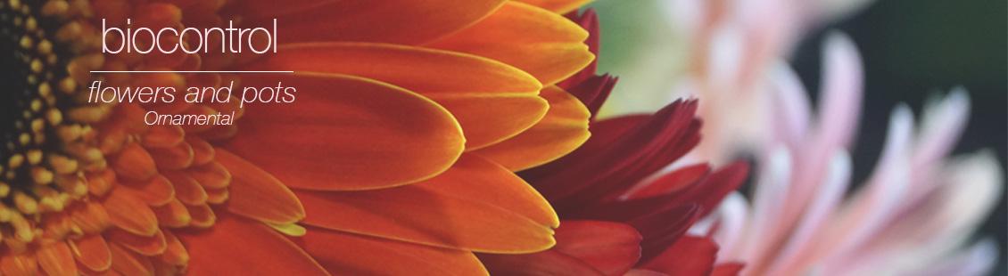 Biological control on ornamentals: flowers and pots