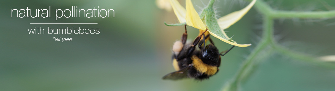 Natural pollination