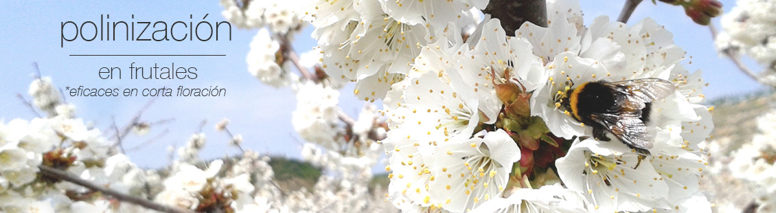 Polinización en frutales