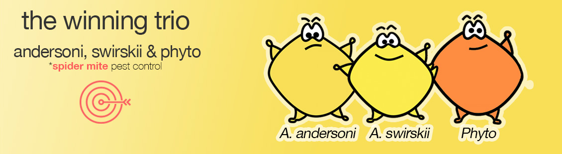 The winning triad against the spider mite: Andersoni, Swirskii & Phyto