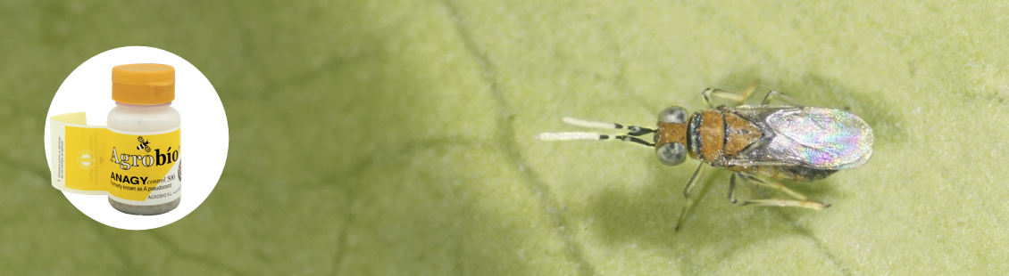 ANAGYcontrol - Anagyrus vladimiri