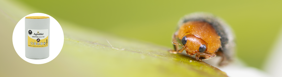 CRYPTOcontrol - Cryptolaemus montrouzieri