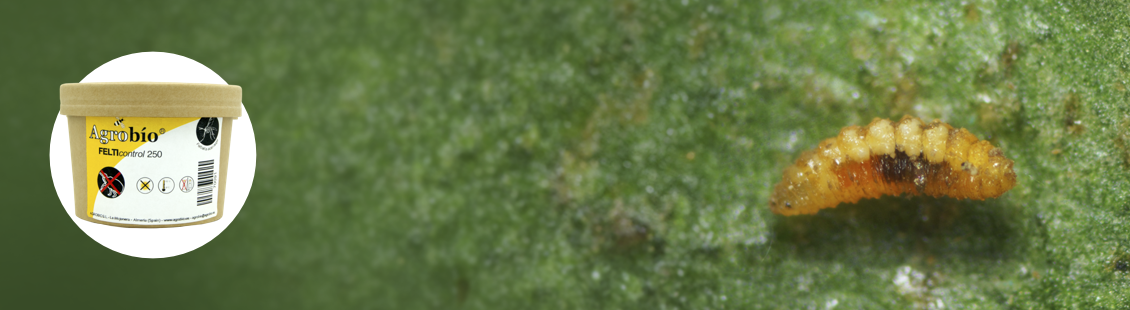 FELTIcontrol - Feltiella acarisuga de Agrobío
