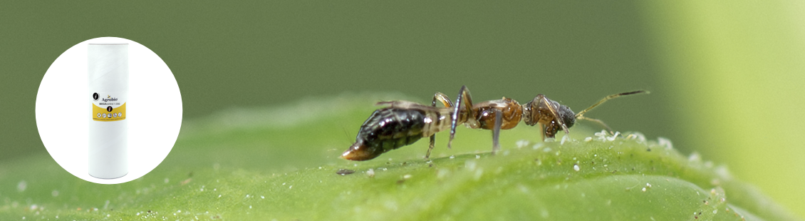 MEGAcontrol - Franklinothrips megalops MEGAcontrol - Franklinothrips megalops