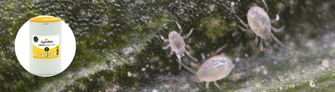 LIMONIcontrol - Amblydromalus limonicus LIMONIcontrol - Amblydromalus limonicus