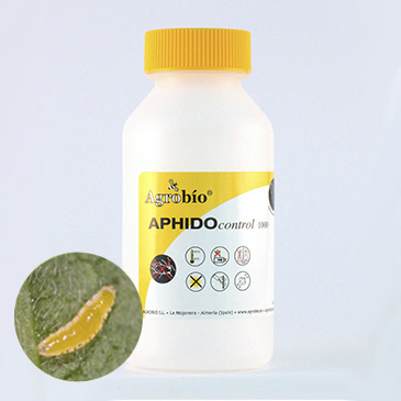 APHIDOcontrol - Aphidoletes aphidimyza